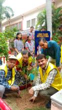 Tree plantation